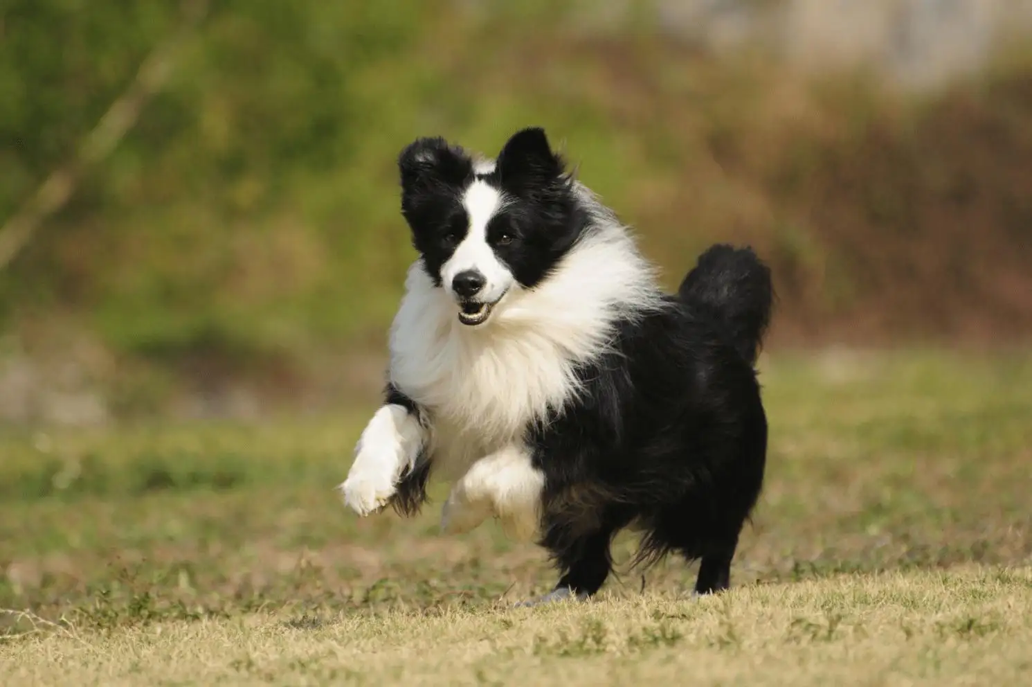边境牧羊犬好养吗?(边境牧羊犬好养吗视频)