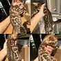 豹猫怀孕几个月生产(豹猫怀孕几个月生产正常)