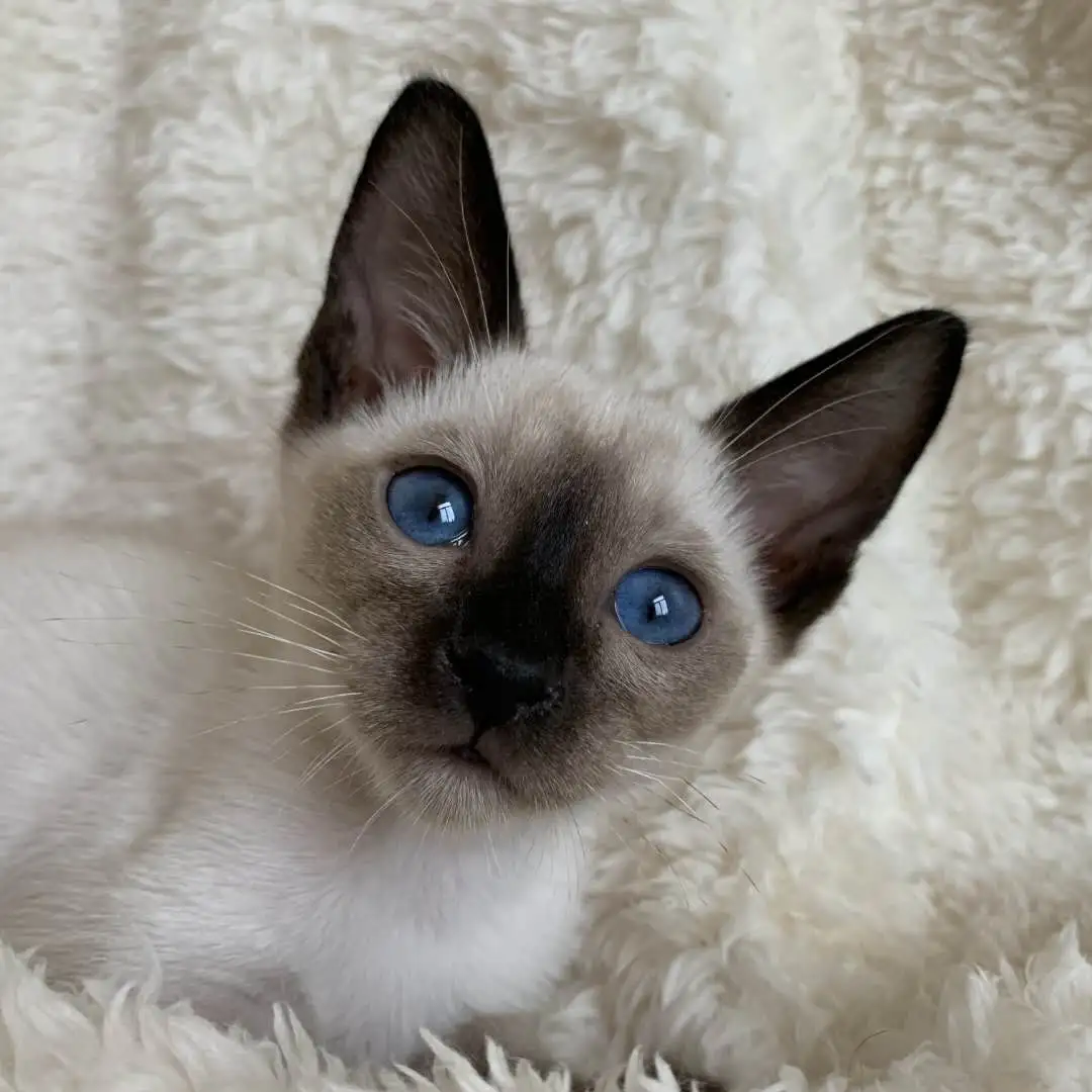 猫泰国暹罗猫(猫泰国 暹罗猫)