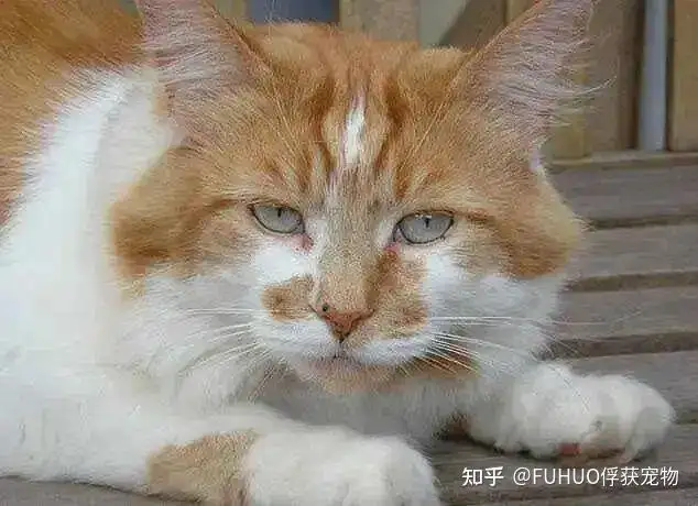 关于猫咪有多少年的寿命的信息