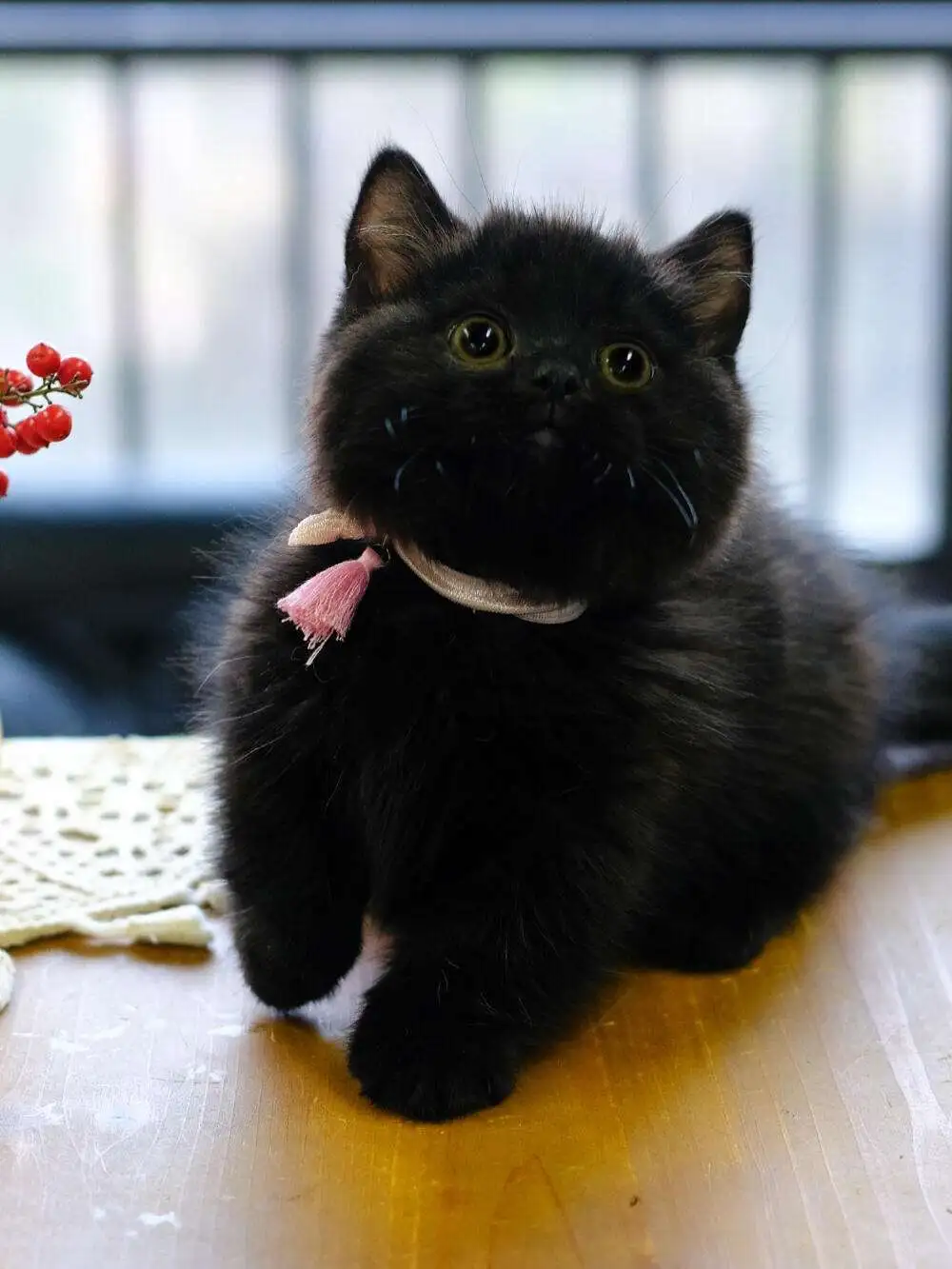 纯黑猫是什么品种(黑色田园猫纯黑多少钱一只)