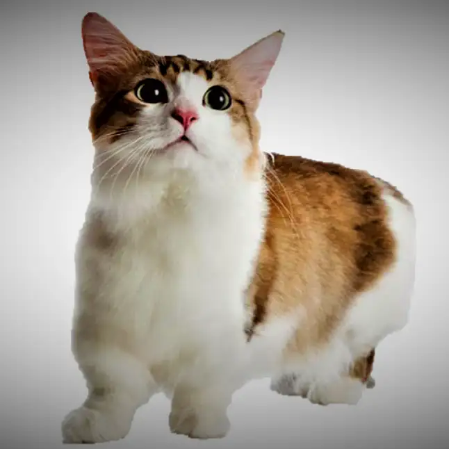 小型猫的品种(小型猫的品种介绍及图片)