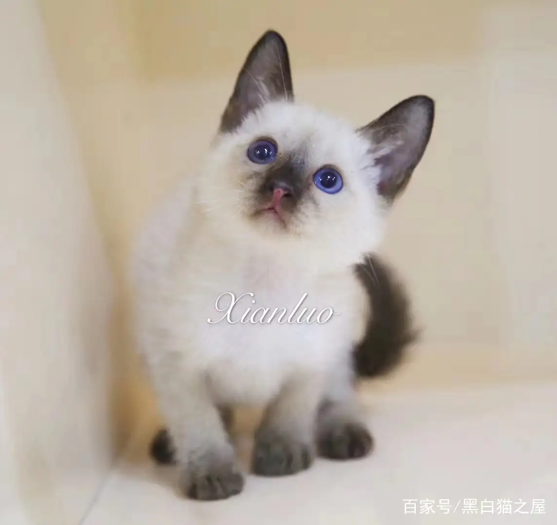 小型猫的品种(小型猫的品种介绍及图片)