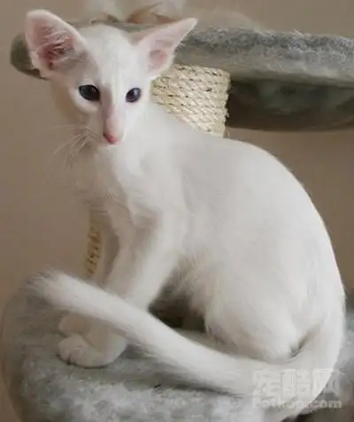 长毛猫品种有哪些(长毛猫的品种及图片名字)
