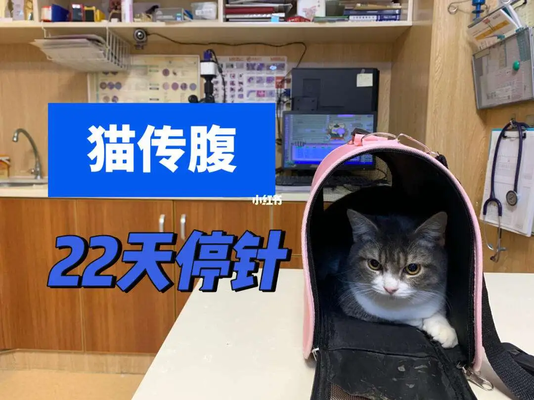 猫传腹的针441(猫传腹的针441要打多久)