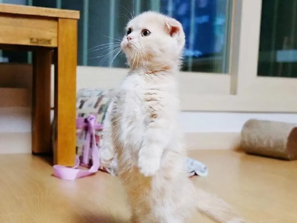 短腿猫的品种有哪些(短腿猫的品种图片名字大全)