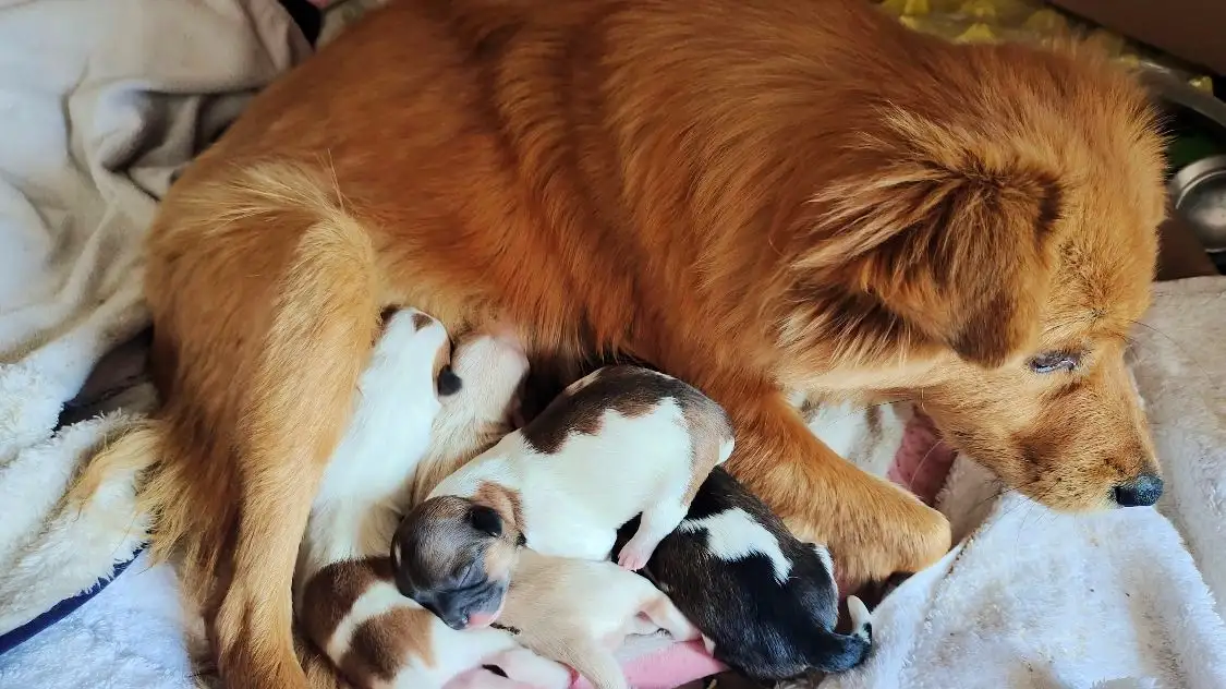 土狗怀孕多久生小狗(土狗怀孕多久生小狗崽)