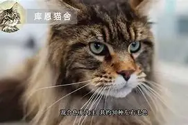 缅因猫要多少钱(缅因猫多少钱一只价格表)