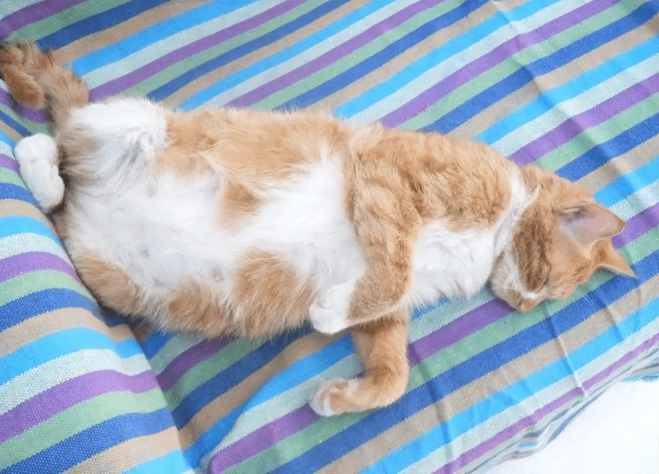 猫从怀孕到生产多少天(猫咪怀孕各个阶段肚子的照片)