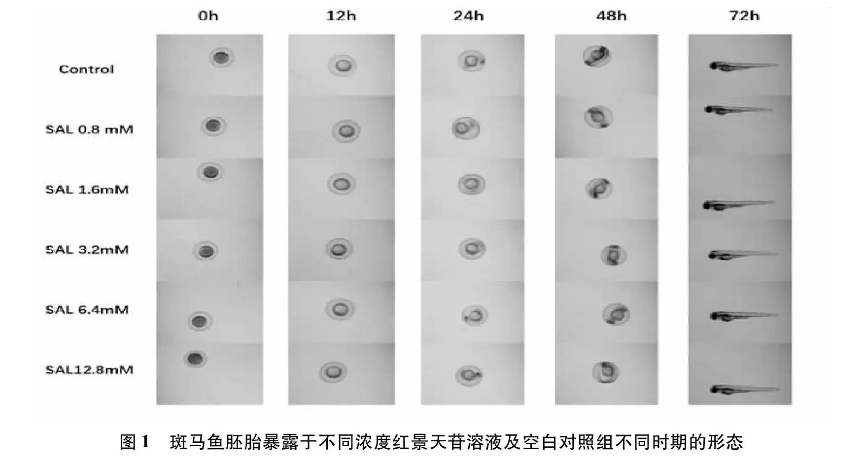 斑马鱼繁殖期(斑马鱼繁殖期多长时间)