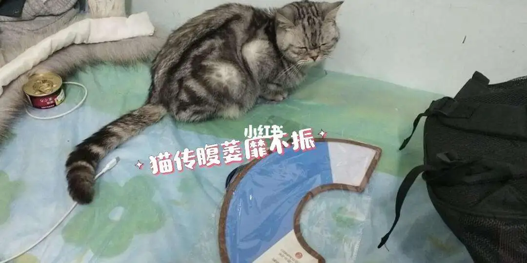 猫传腹的治疗(猫传腹的治疗价格)