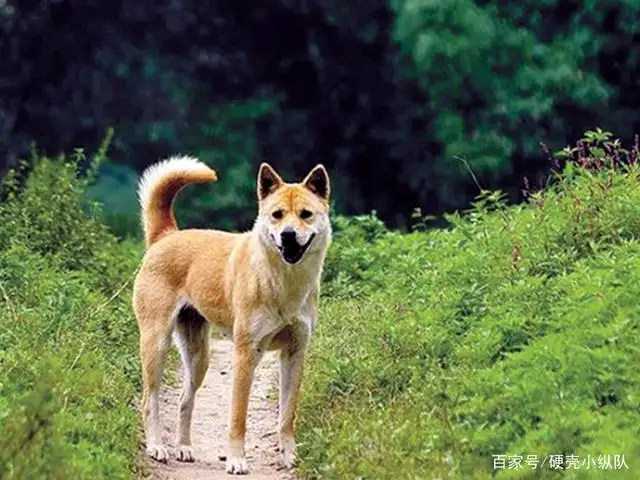 黄色的中华田园犬(黄色的中华田园犬是什么品种)