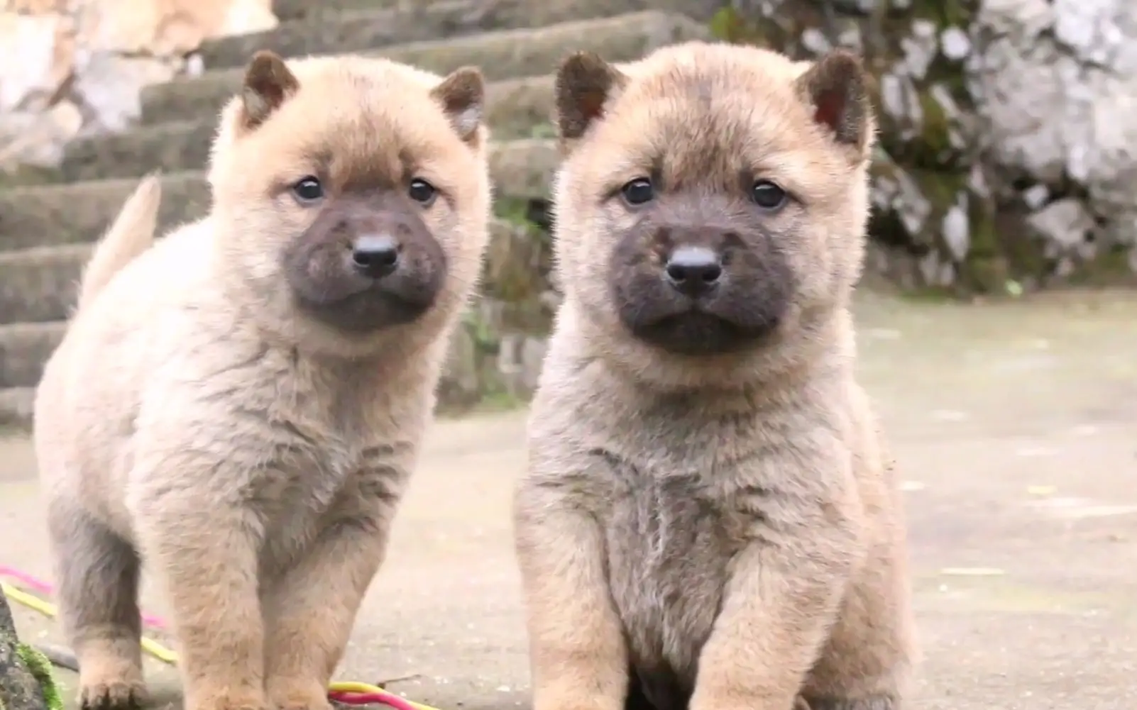 田园犬有小型的吗(田园犬有小型的吗视频)