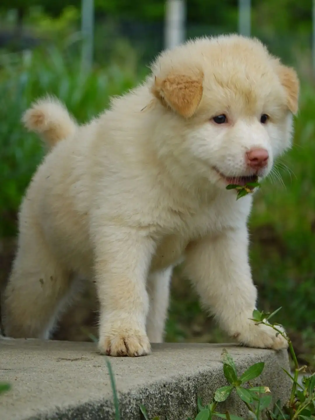 田园犬有小型的吗(田园犬有小型的吗视频)