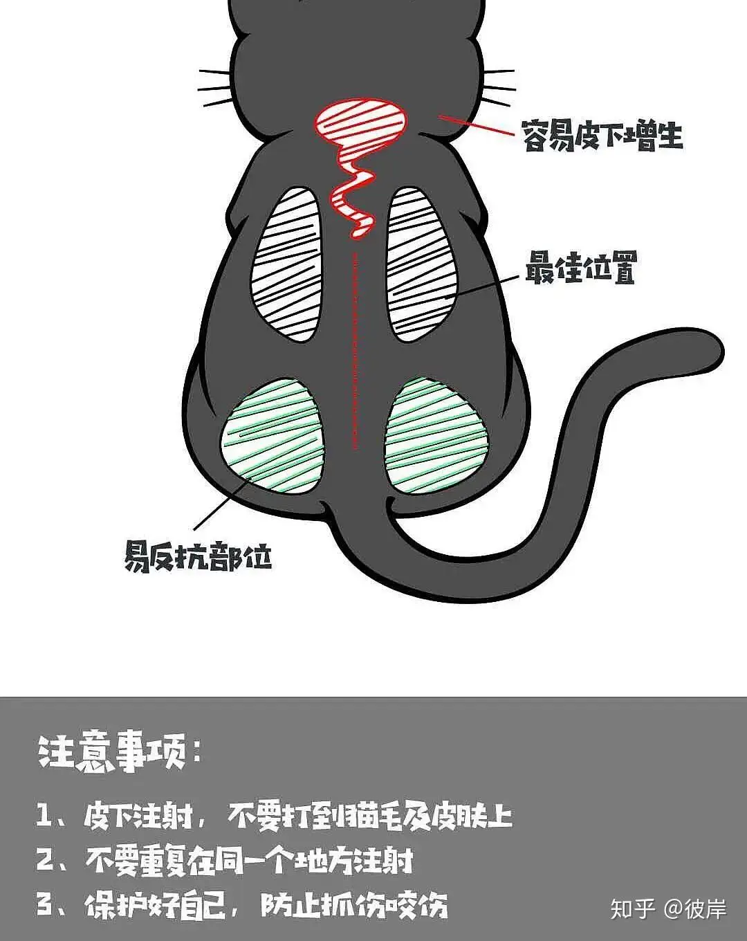 猫传腹护理(猫传腹的护理)