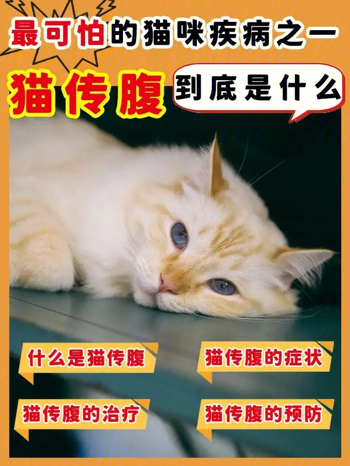 猫传腹属于传染病吗(猫传腹到底会不会传染)