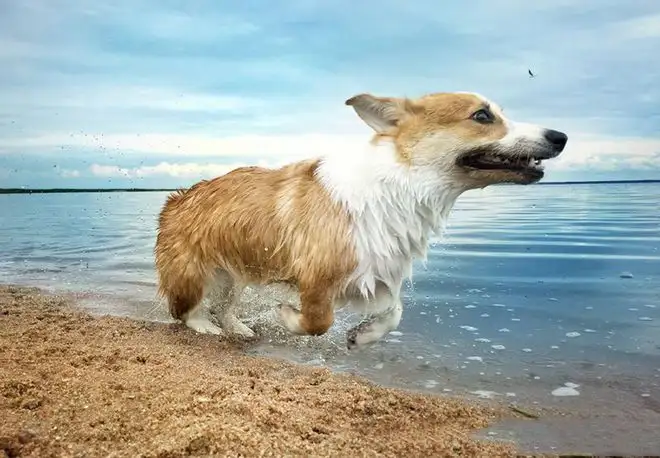 阿拉斯加克利凯犬多少钱(阿拉斯加克利凯犬多少钱一只幼犬)