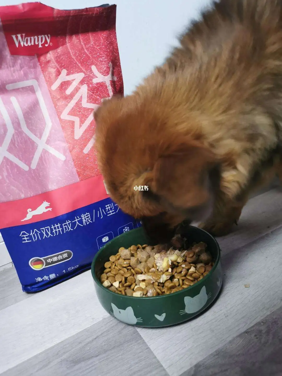 幼犬应该吃什么狗粮(幼犬13个月怎么喂食)