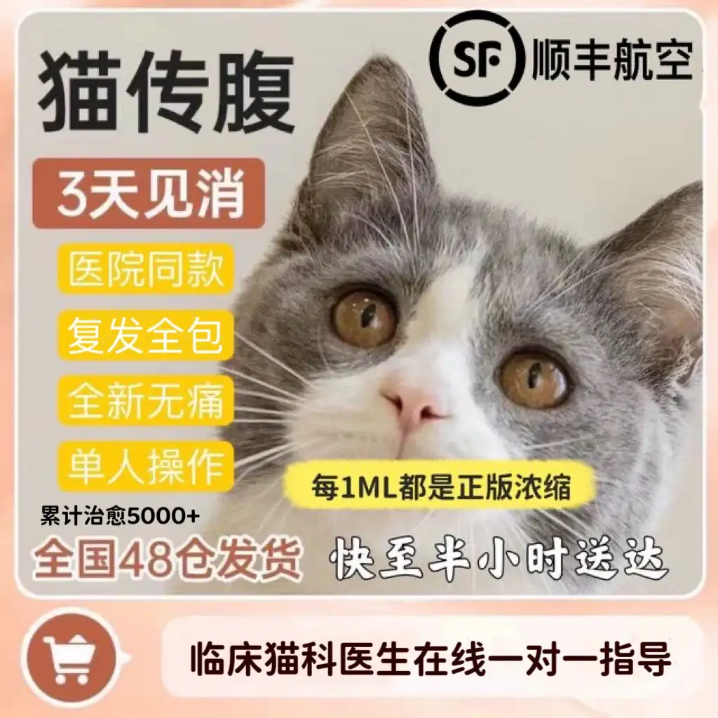 猫干性传腹原因(猫咪干性传腹能自愈吗)