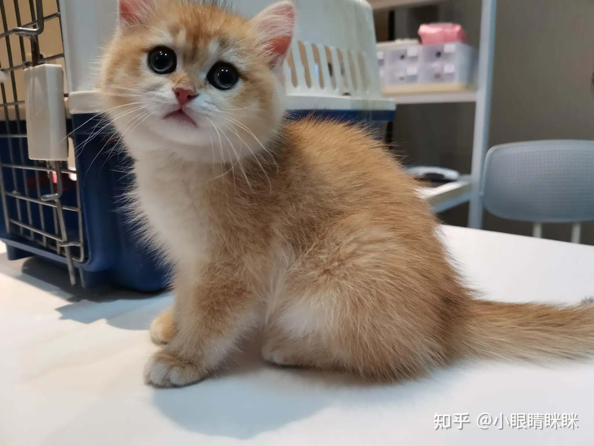 金渐层是猫的品种吗(金渐层是猫的品种吗?)