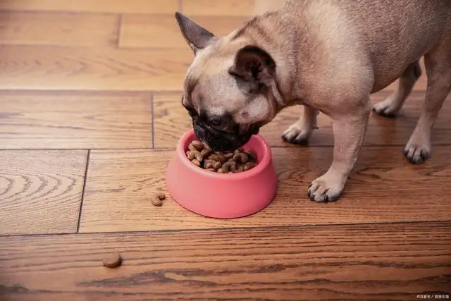 狗狗误食巧克力饼干(狗狗能吃巧克力蛋糕吗)