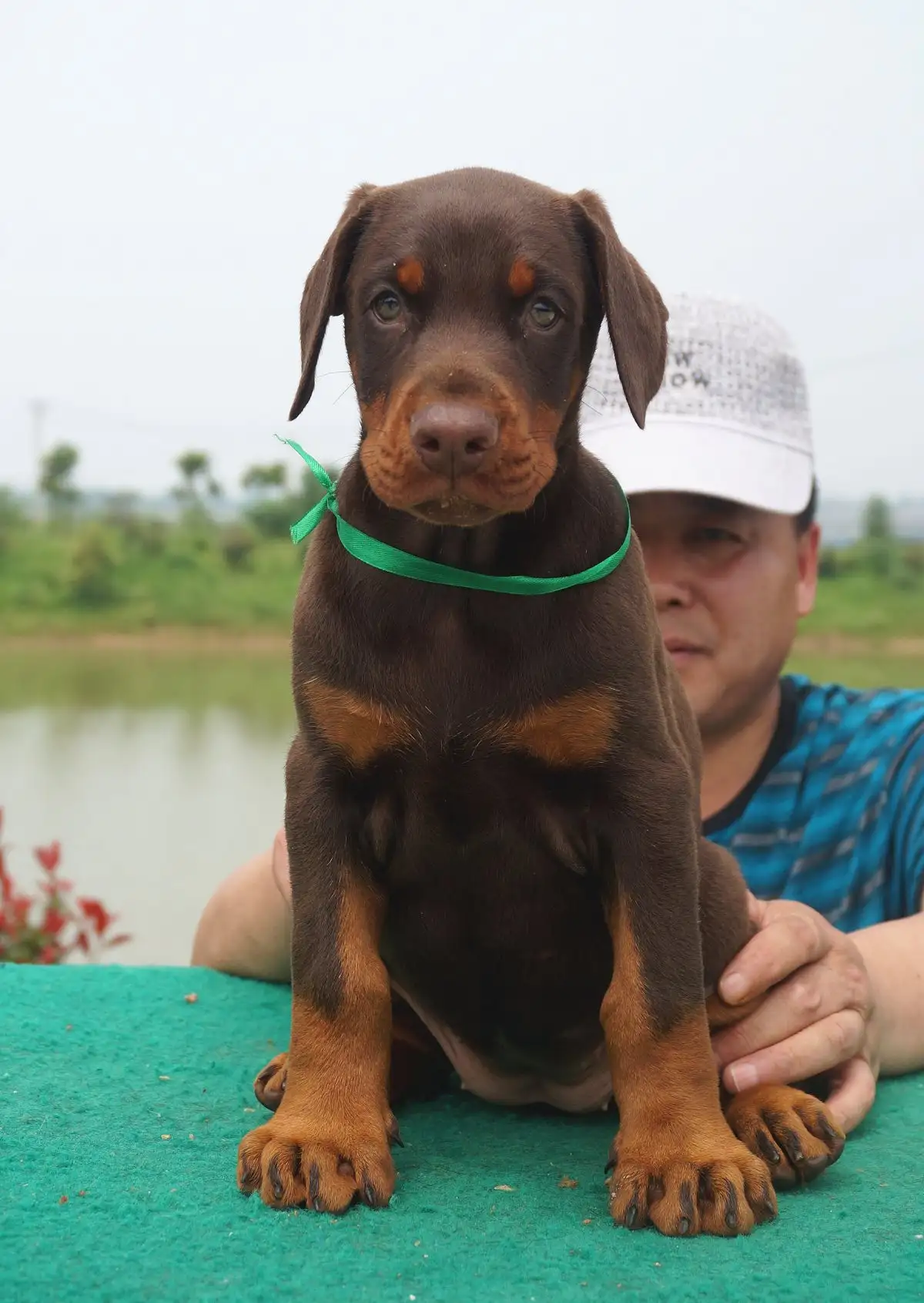 纯种杜宾犬(纯种杜宾犬幼犬一只多少钱)