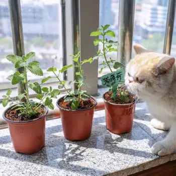 幼猫可以用猫薄荷么(小奶猫可以用猫薄荷玩具吗)