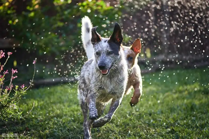 苏格兰牧羊犬优缺点(苏格兰牧羊犬是什么样子)