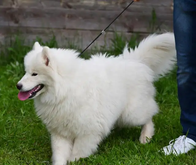 萨摩耶犬苗价格(萨摩耶犬市场价格)