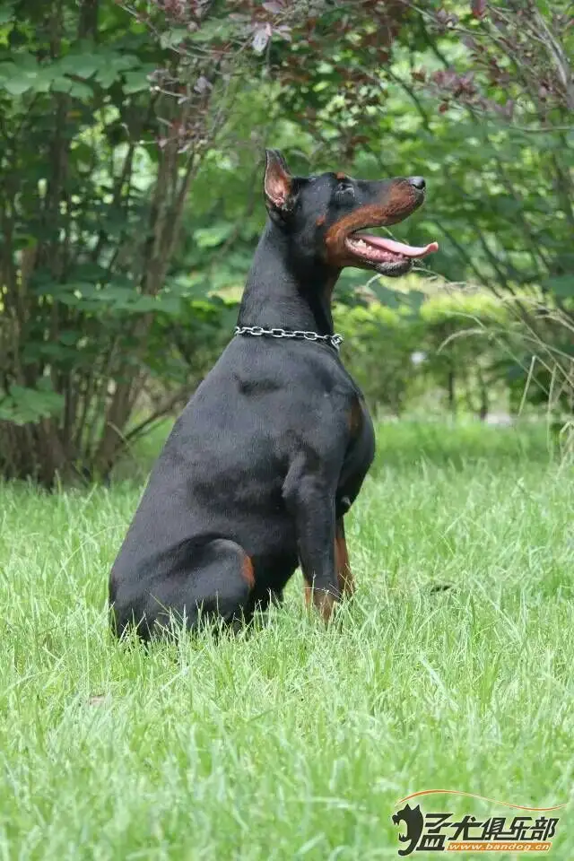 纯种杜宾犬(纯种杜宾犬幼犬一只多少钱)