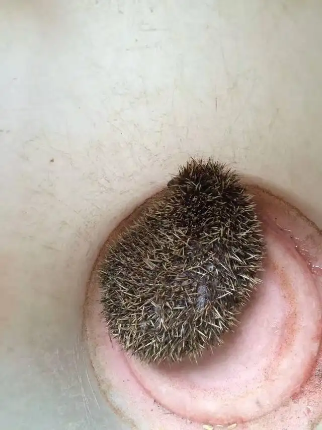 刺猬如何吃法(刺猬的100种吃法)