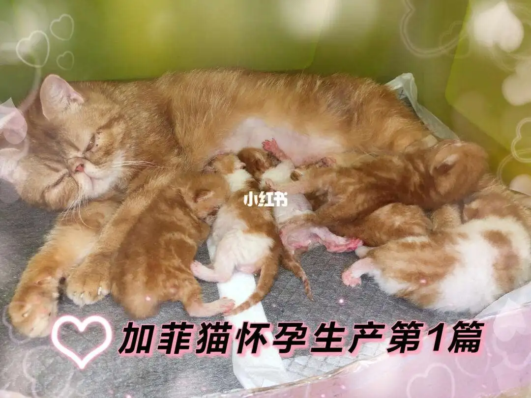 孕猫多久生产(孕猫超过多久不生)