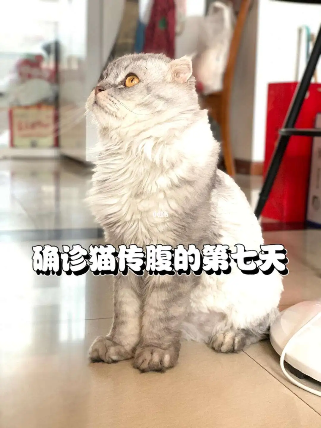 确诊猫传腹(确诊猫传腹血常规)