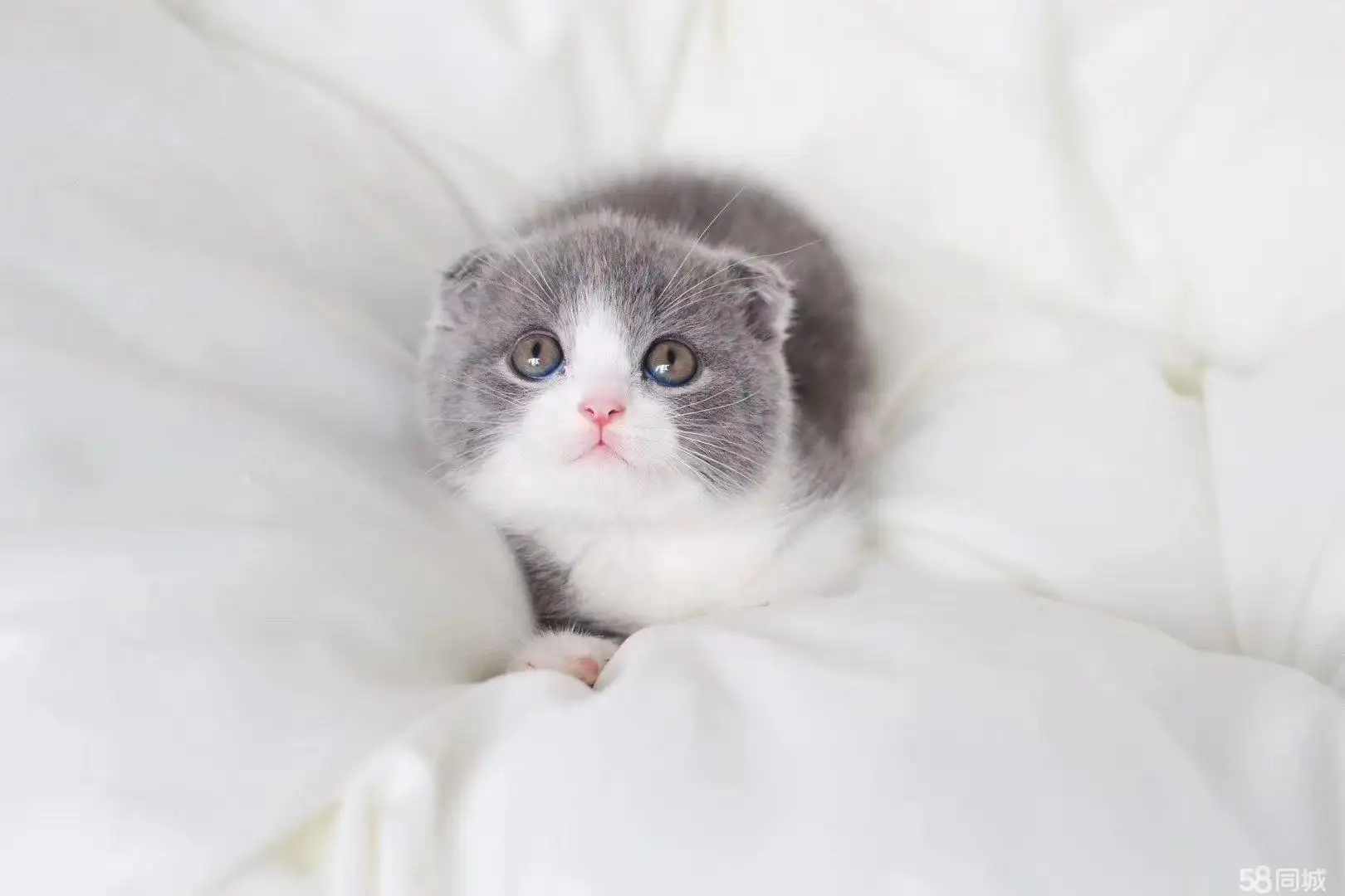 折耳根猫多少钱一只(折耳猫根折和半折的区别)