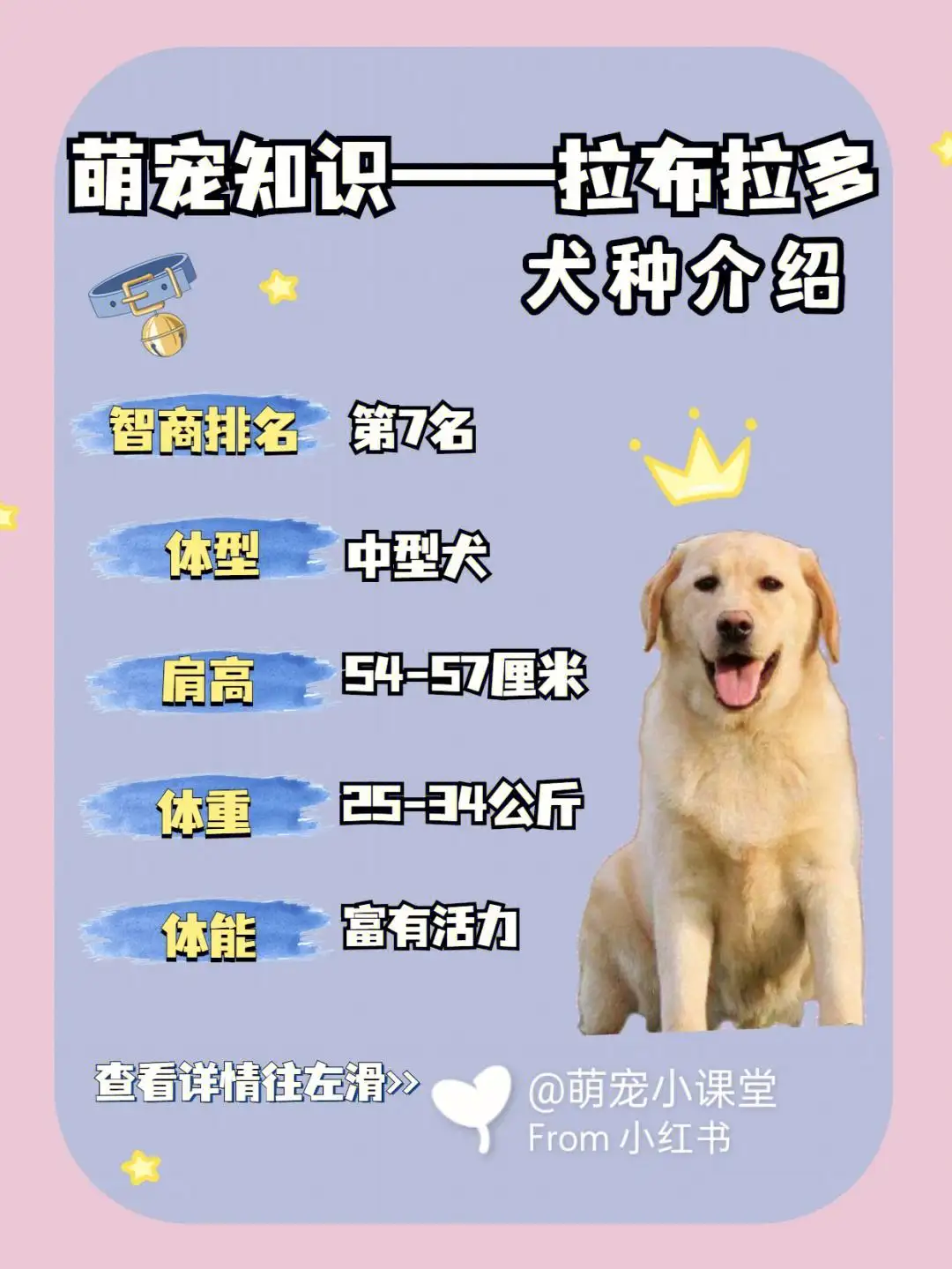 拉不拉多拉犬幼犬怎么养(土狗幼犬112个月变化图)