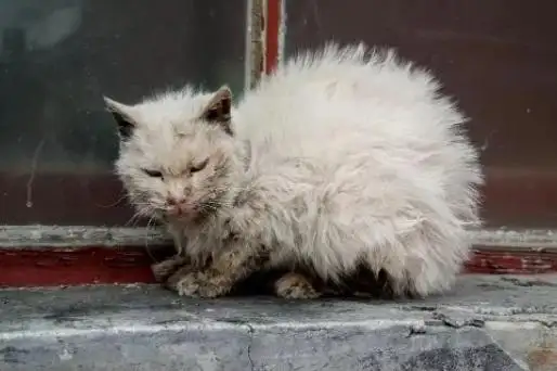 流浪猫的寿命平均来说有多少年?(流浪猫寿命很短,见到就喂喂他们吧)