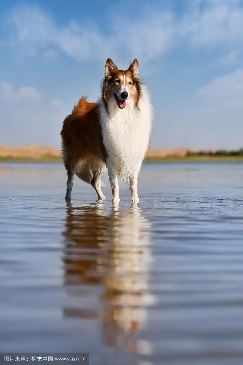 苏格兰牧羊犬狗场(苏格兰牧羊犬市场价)