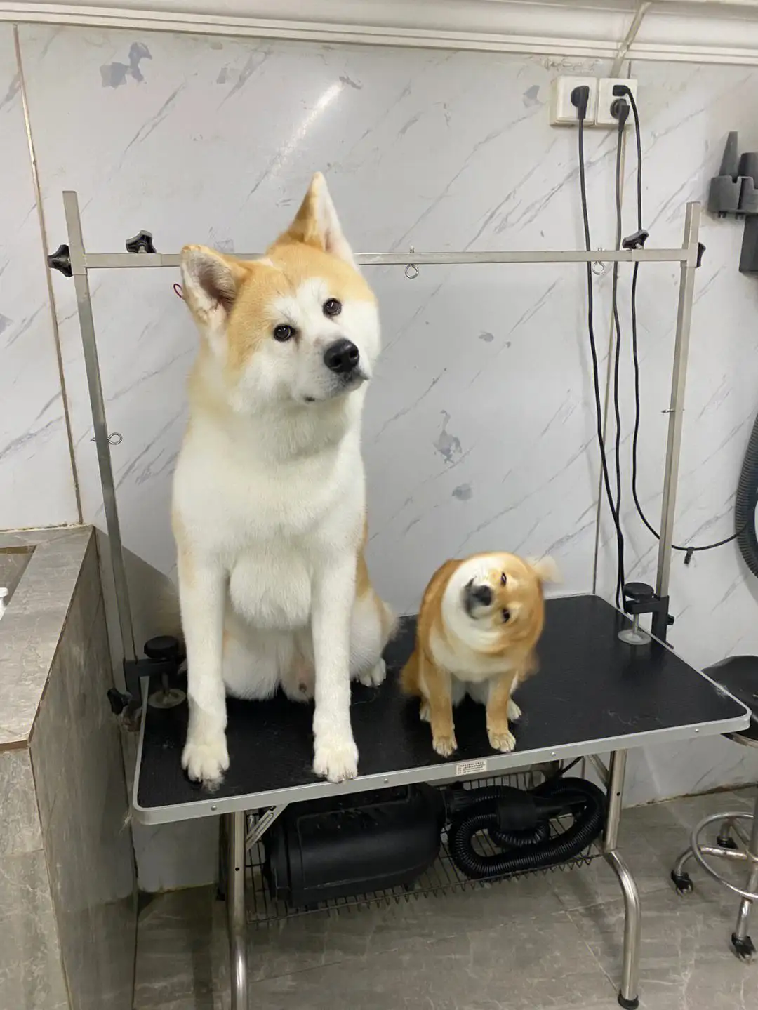 豆柴犬和秋田犬(豆柴犬和柴犬和秋田犬)