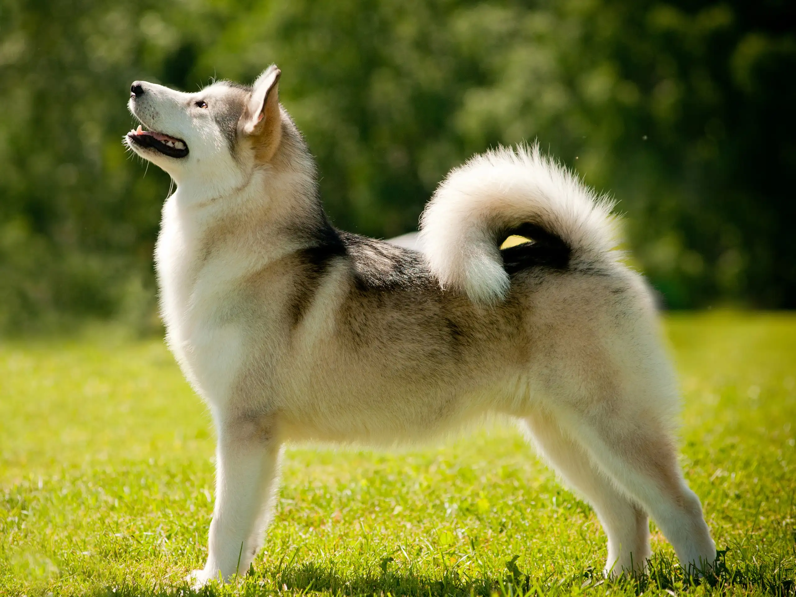 阿拉斯加犬哪个好(阿拉斯加犬什么品种最乖)