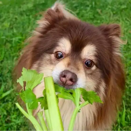 金毛犬吃什么蔬菜最好(金毛吃什么蔬菜对身体好)