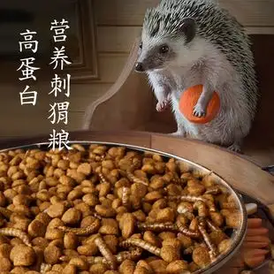 刺猬的主要食物(刺猬的食物有哪些?刺猬主要吃什么?)