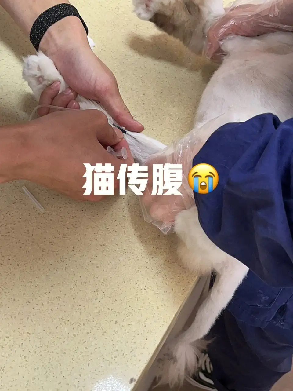 确诊猫传腹(确诊猫传腹血常规)