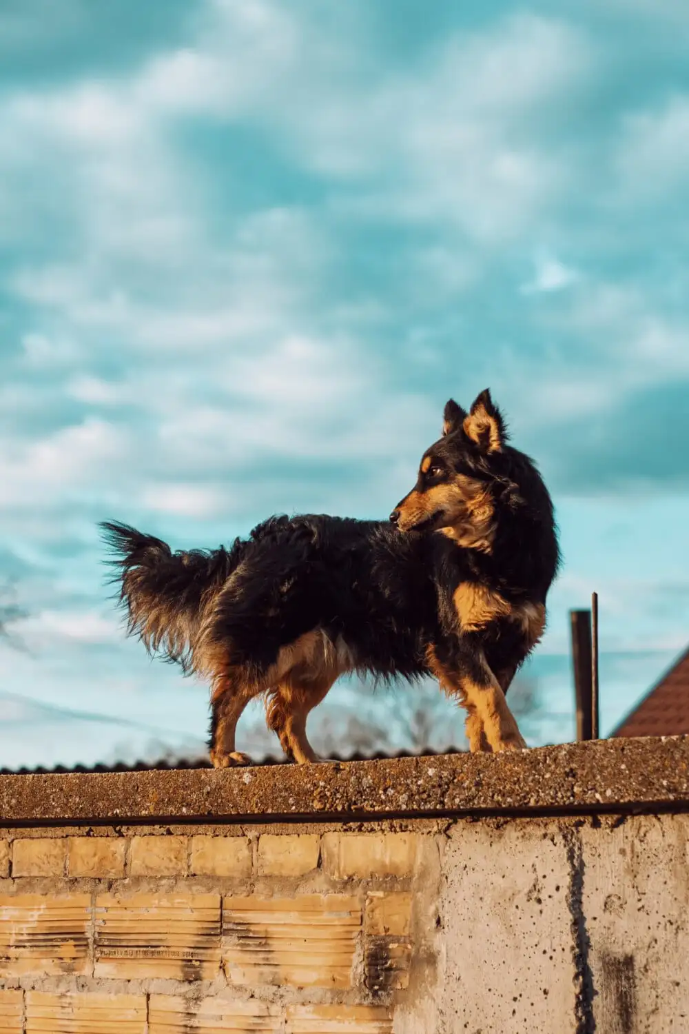 苏格兰牧羊犬狗场(苏格兰牧羊犬市场价)