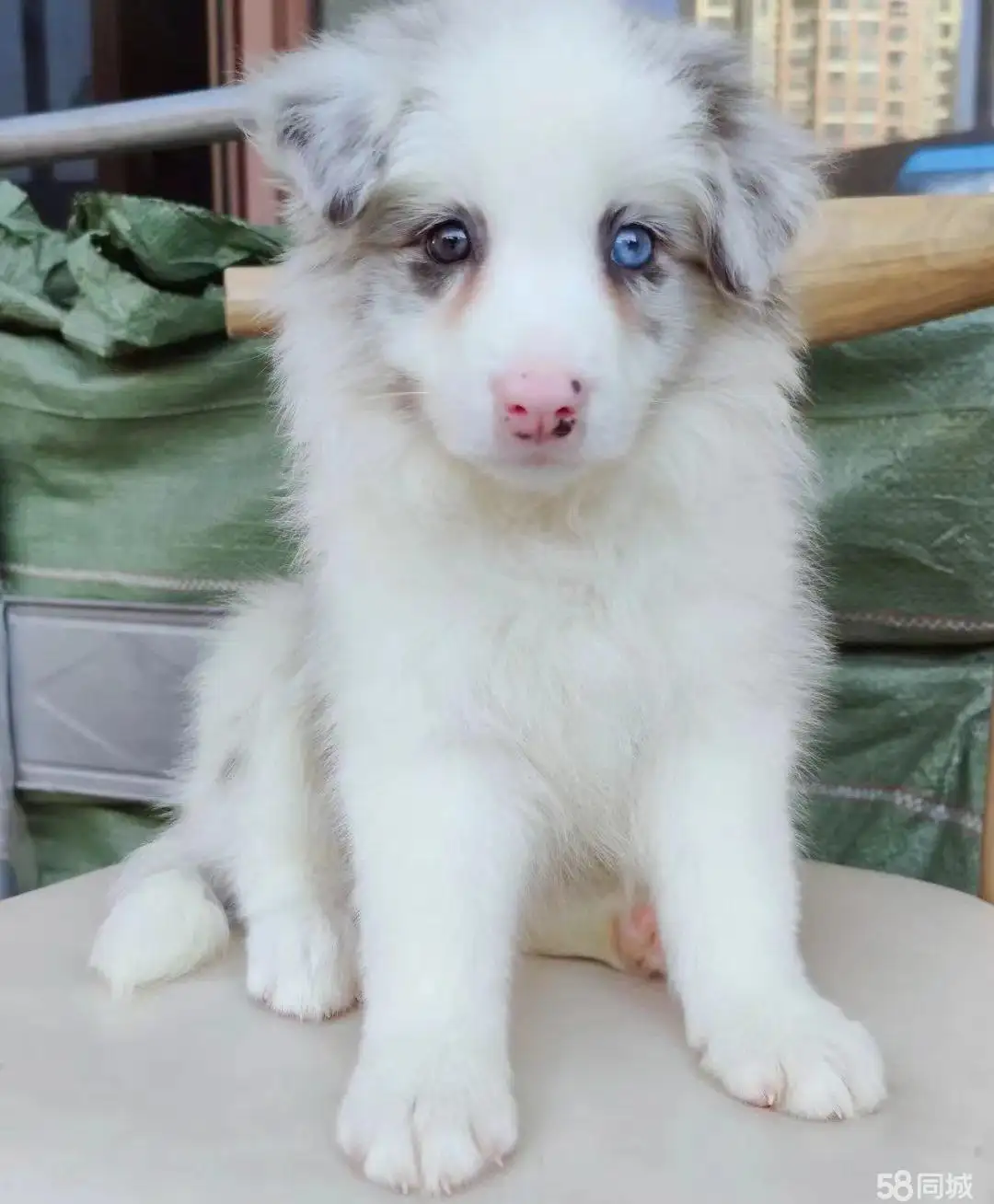 纯种边牧边境牧羊犬幼犬(纯种的边牧幼犬是什么样子)