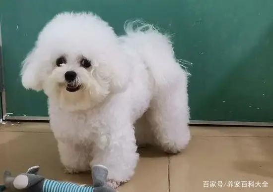 比熊幼犬饲养(比熊幼犬如何喂养)