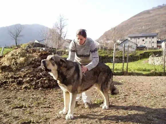 西班牙獒犬多少钱一只(西班牙獒犬多少钱一只幼崽)