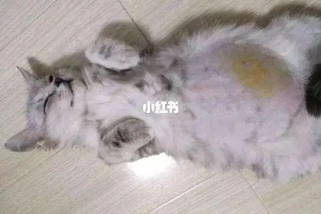 猫怀孕和猫传腹的区别(猫怀孕和猫传腹的区别?)