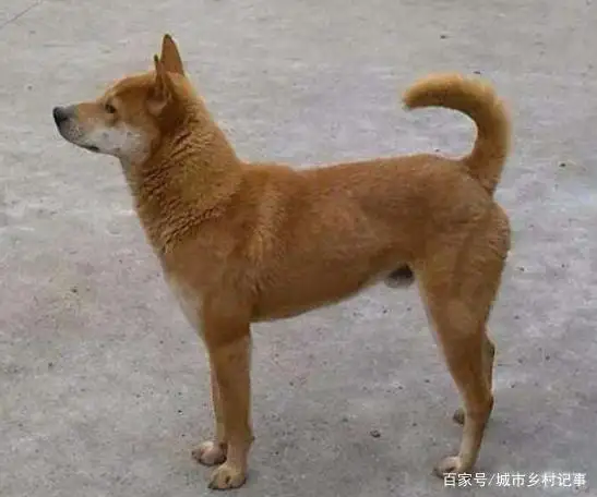 中华田园犬一般多重(中华田园犬的重量是多少)