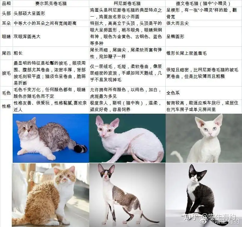 辨别猫的品种(如何辨别猫的品种好坏)