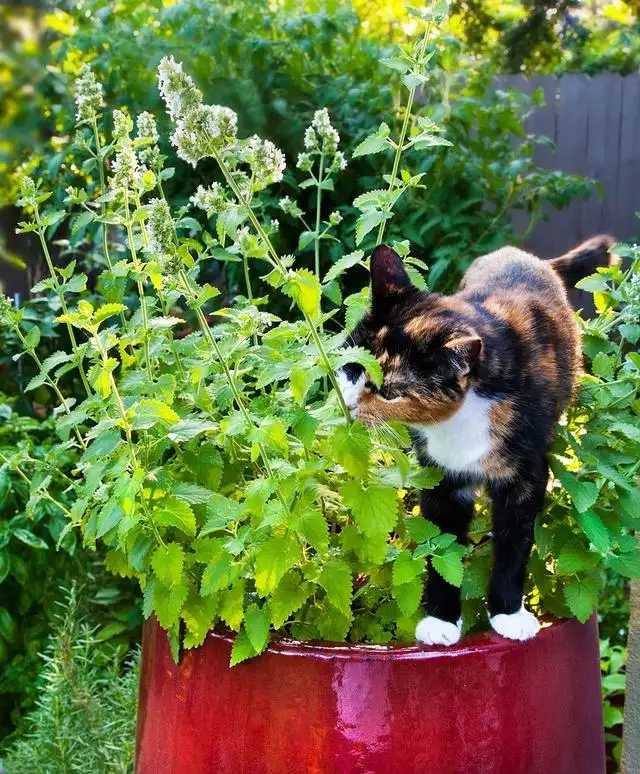 猫薄荷怎么做(猫薄荷怎么做好吃又简单)